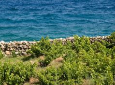 Vineyards by the Sea of Samos island