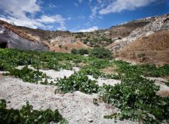 Planted in an ungrafted and one of a kind vineyard, Assyrtiko Santorini...