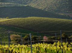Continental Greece vineyards