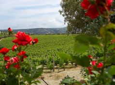 Creta vineyards