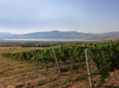 Amynteo vineyards