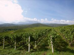 Naoussa vineyards