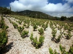 Kephalonia vineyards
