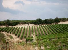 Mantinia vineyards