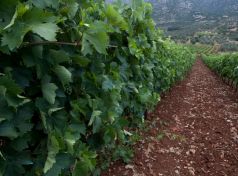 Peloponnese vineyards