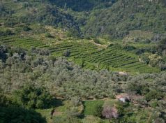 Samos vineyards